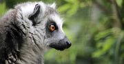 To koniec lemurów? Mogą zniknąć z naszej planety