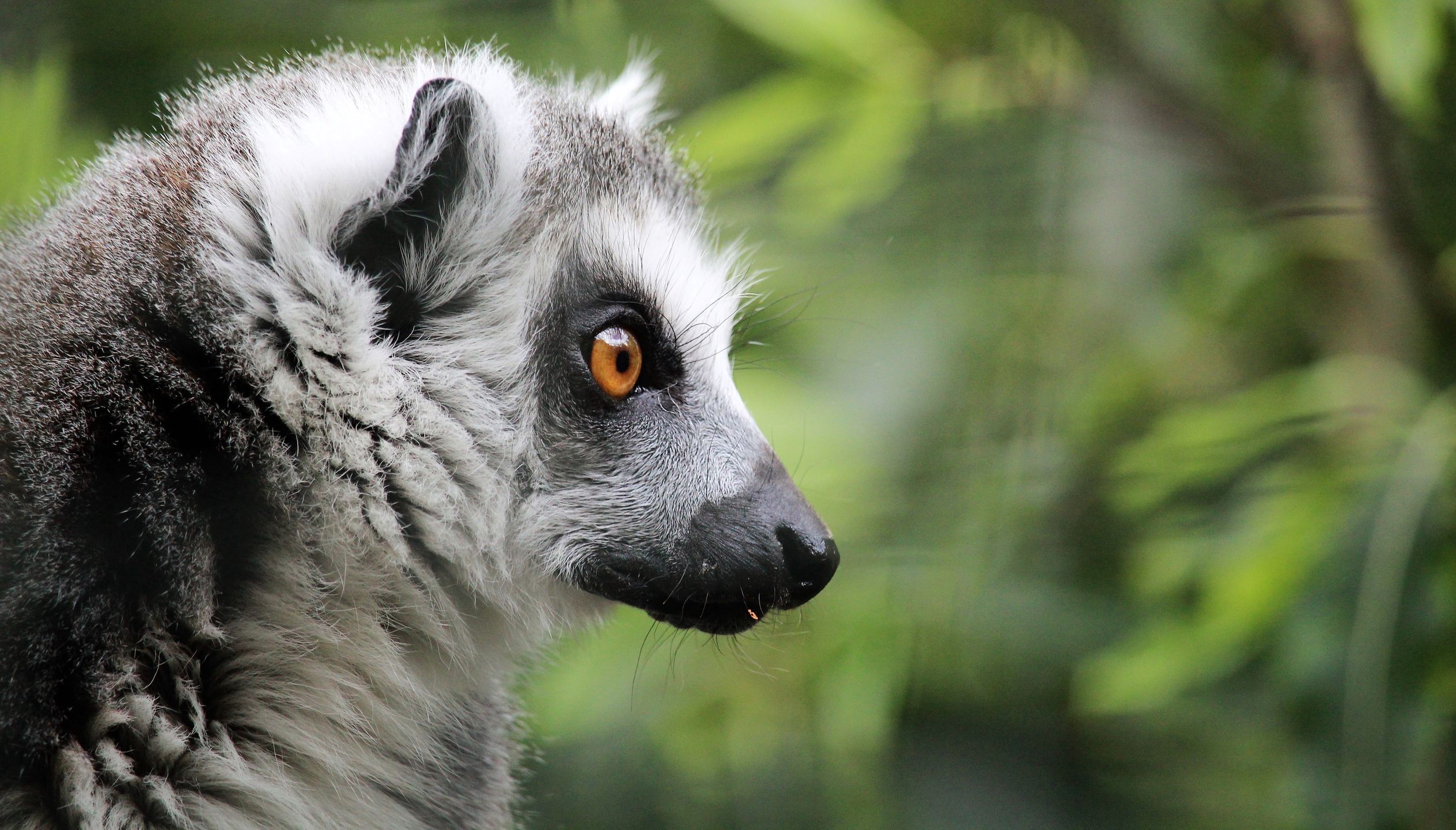 Kilkadziesiąt gatunków lemurów zostało wpisanych do księgi.