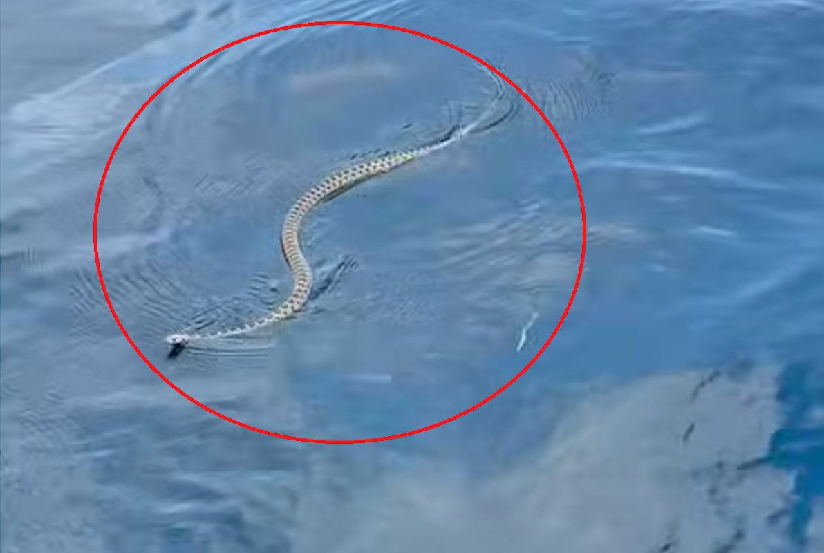 Plaga w turystycznym raju Europy. Nagranie mrozi krew w żyłach