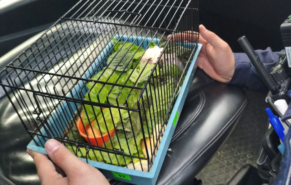 Z torby dobiegły odgłosy chrobotu. Zaskakujący finał przeszukania