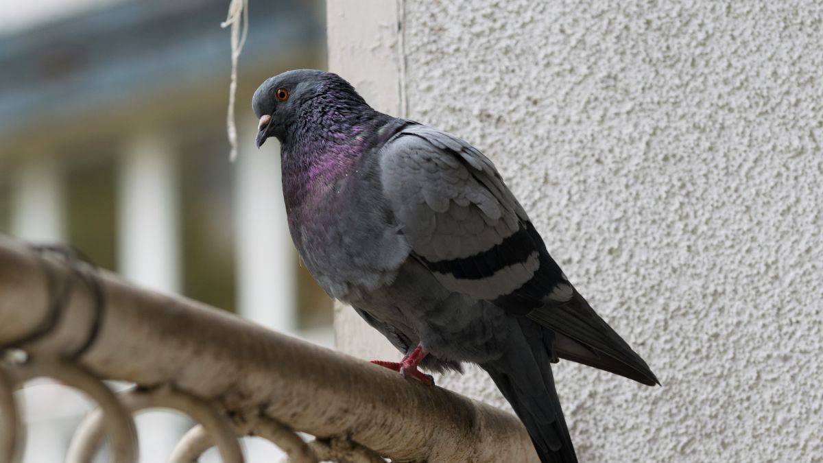 Gołębie na balkonie - Pyszności