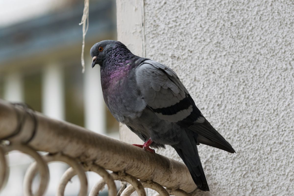 Pigeons on the balcony - Delicacies