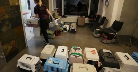 Polski policjant pomógł zabrać z granicy 29 psów w Ukrainy