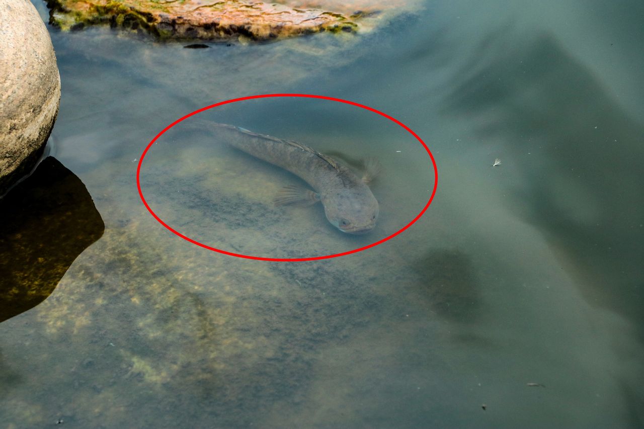 Mo invasion: Snakehead fish shocks Missouri angler and scientists
