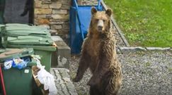 Niedźwiedź w Zakopanem. "Apelujemy, by mieszkańcy zabezpieczali kosze na śmieci"