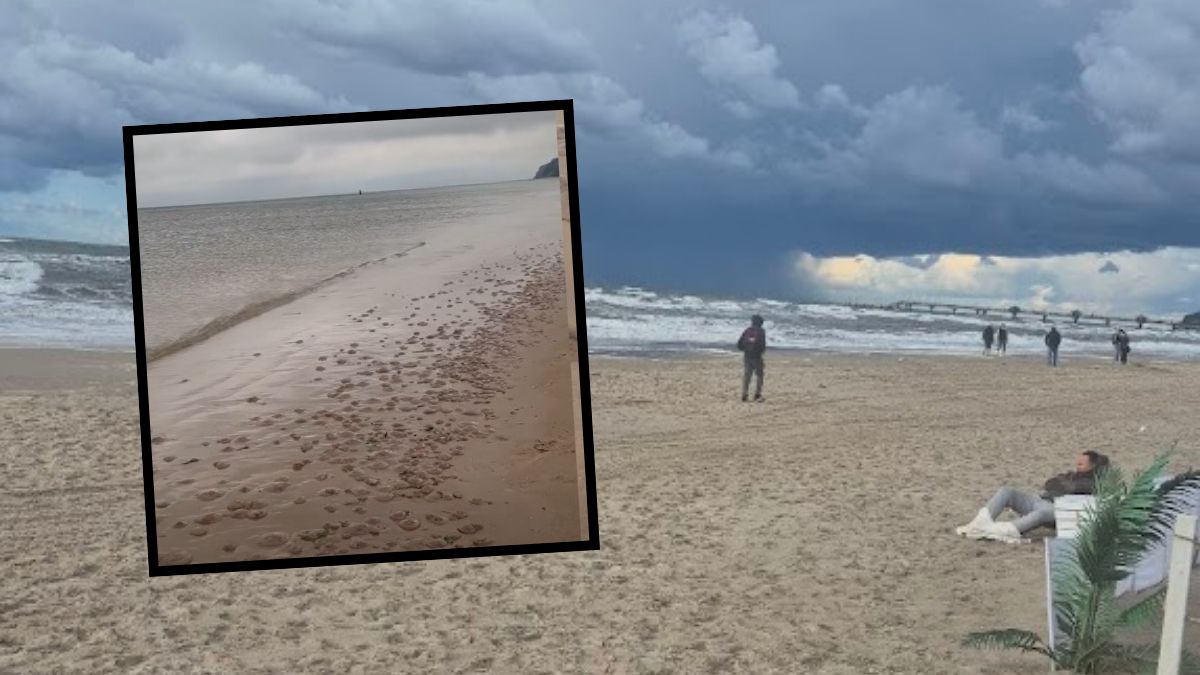 "Tysiące meduz" na plaży w Międzyzdrojach