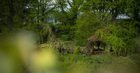 Wycięli czterdziestoletnie drzewa. ''Urzędnik ma prawo się pomylić''