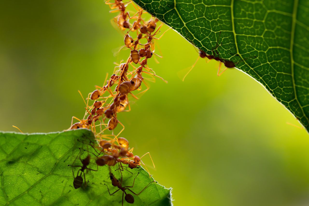 Jak ludzkość radzi sobie z kwarantanną? Na Facebooku 670 tysięcy ludzi udaje mrówki