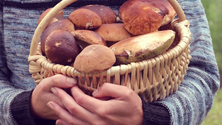basket with mushrooms in the hands of a mushroom picker. good forest walk
porcini mushrooms, harvest, mushroom picker, hands, sweater, autumn, keep, full, white, mushrooms, basket, wicker, edible mushrooms, first category, variety, complete, good day, summer, hunting, eat, eatable, porcini, autumn, nature, brown, edible, wild, mushroom, food, fresh, seasonal, natural, raw, green, fungus, background, delicious, organic, vegetarian, vegetable, gourmet, healthy, copy space