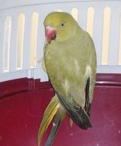 Bielany. Przemarznięta papuga aleksandretta usiadła na ich balkonie