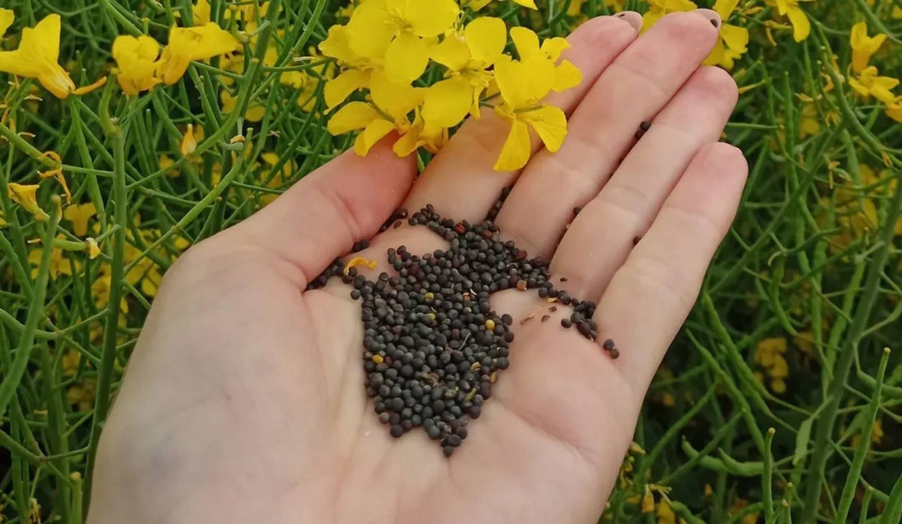 ARiMR zwraca za materiał siewny