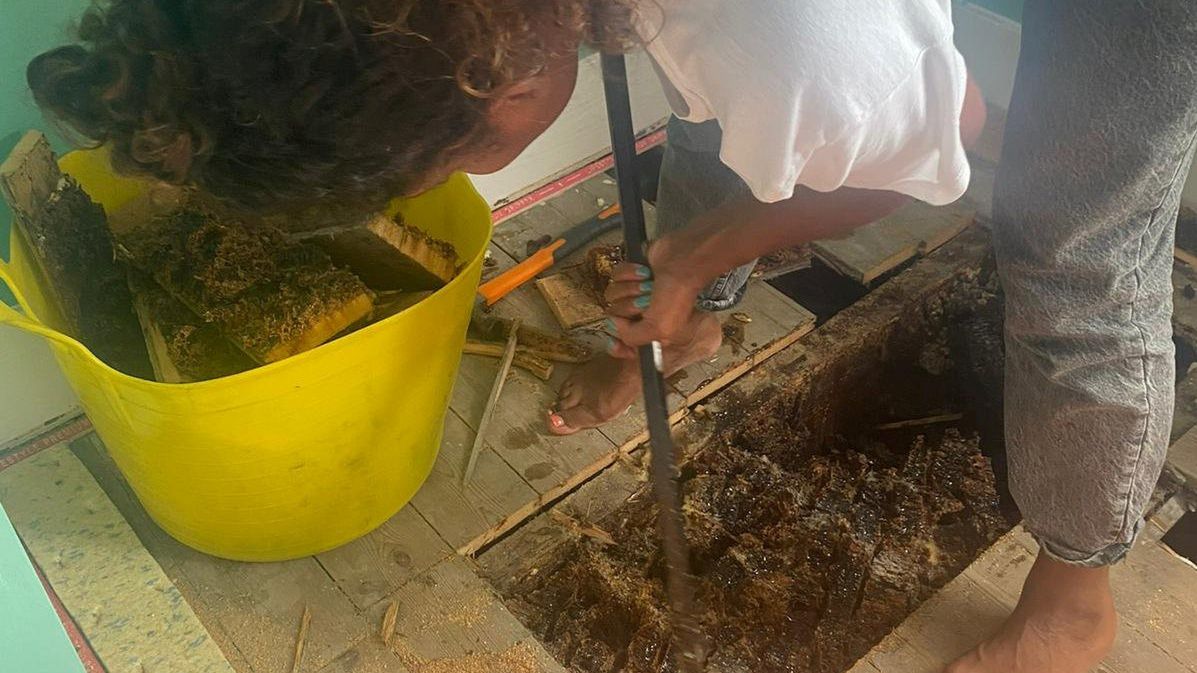 Małżeństwo znalazło pod podłogą wielkie plastry miodu 