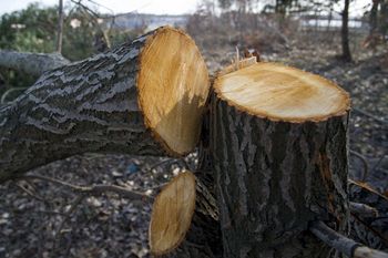 Te drzewa możesz wyciąć bez zezwolenia. Krótka lista