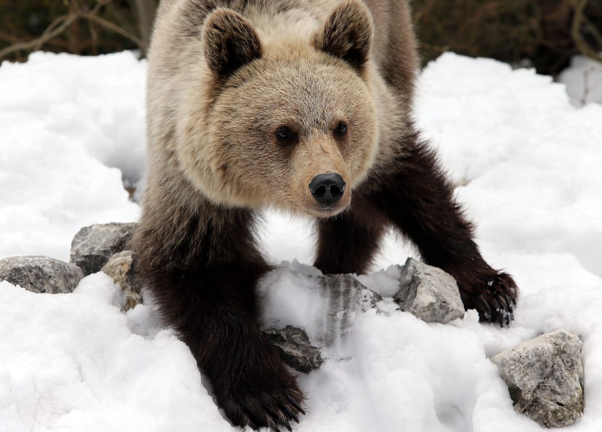 Słowaccy przyrodnicy ostrzegają, że w tym roku odkryli już sporo tropów niedźwiedzi