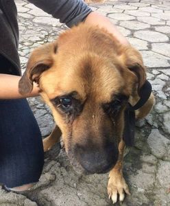 Zagłodzony pies na terenie jednej z warszawskich firm. Przerażający widok [WIDEO]