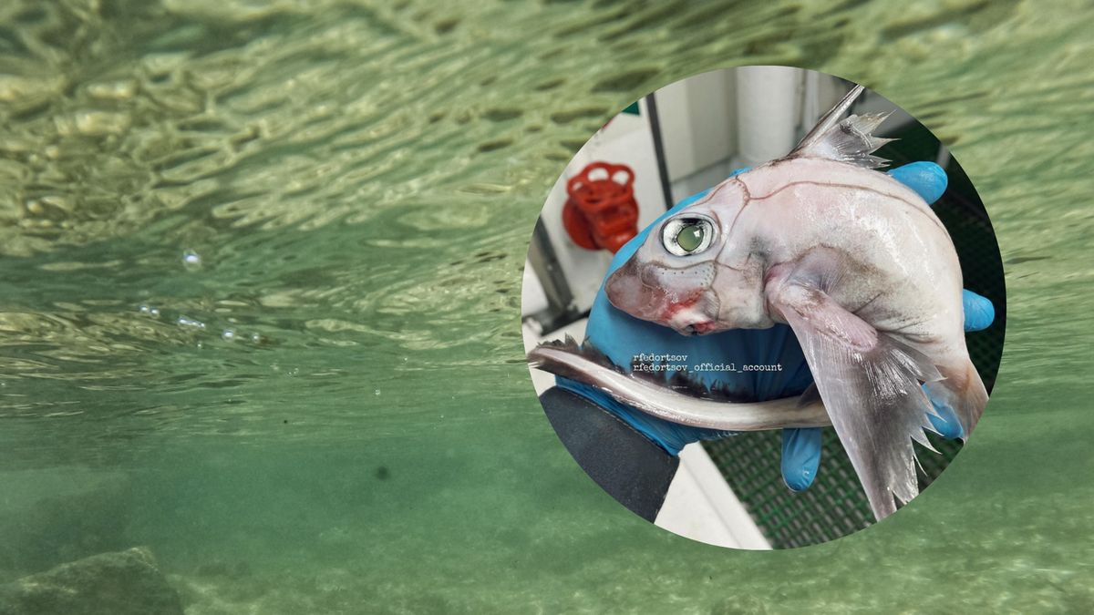 Tak wygląda "ryba Frankenstein"