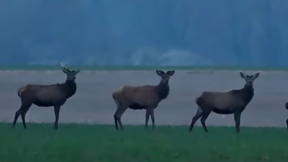 Niezwykłe nagranie jeleni krąży w sieci