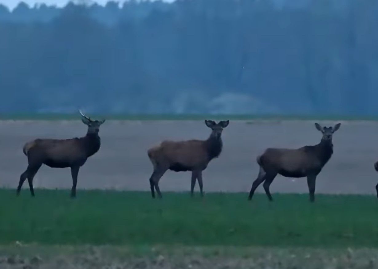 Nadeszła wiosna. Pokazał nagranie. "Chmara"