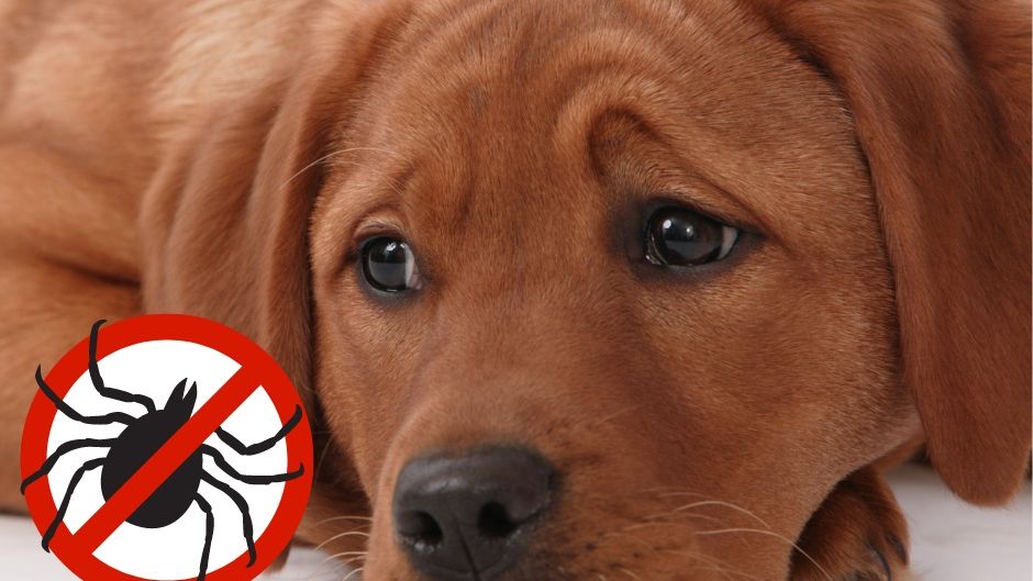 Choroby odkleszczowe u psa – jak chronić swojego pupila i rozpoznać objawy?