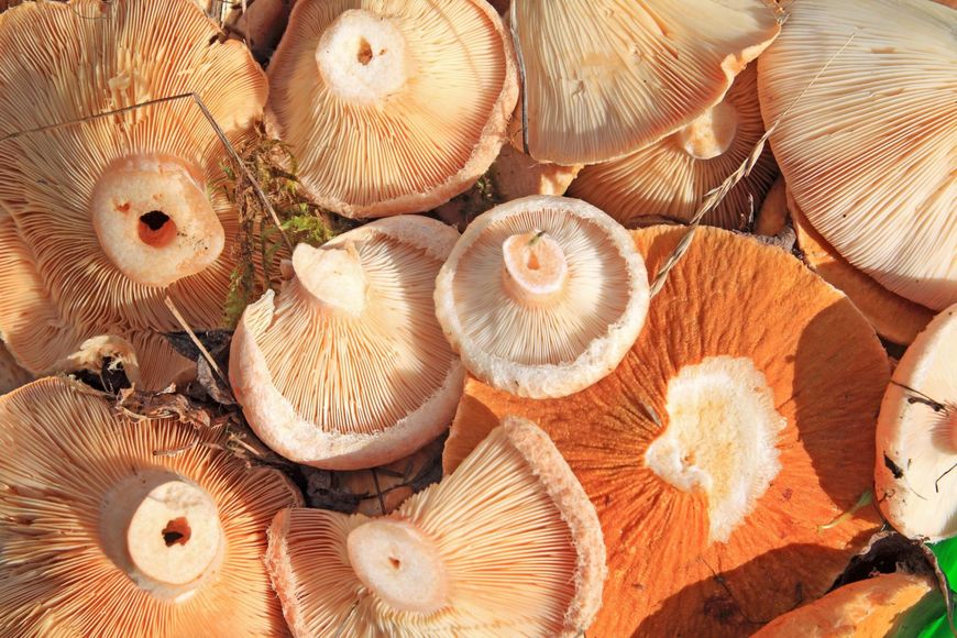 W przetworach z grzybów może kryć się jad kiełbasiany