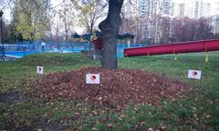 Warszawa. Domki z liści pomogą jeżom przetrwać zimę