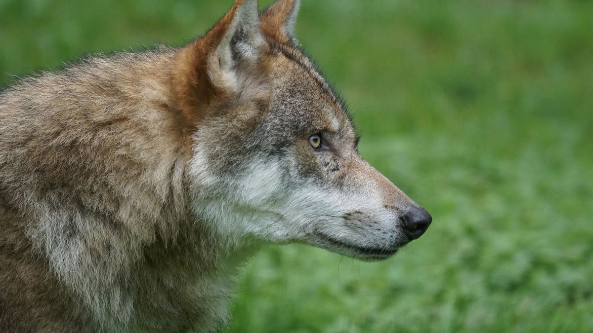 Wilk jest częścią leśnego ekosystemu