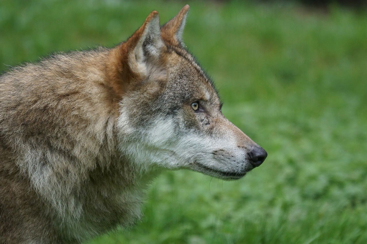 Polacy walczą z wilkami. GDOŚ zabiera głos