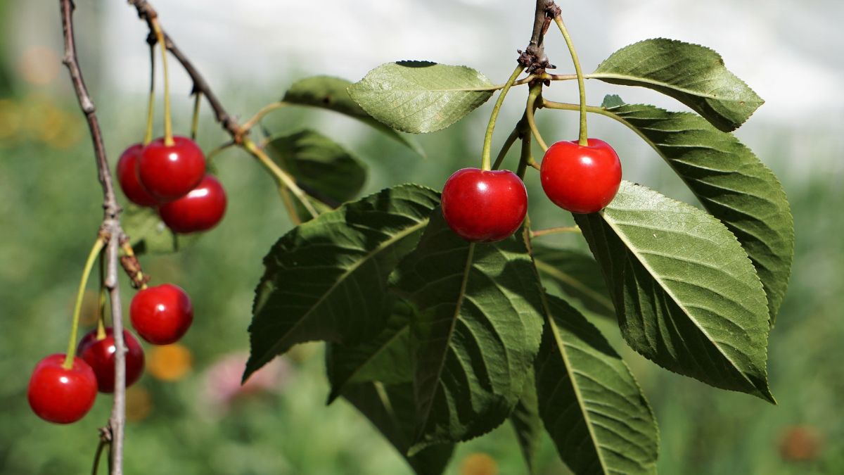 Wiśnie to owoce nieklimakteryczne, czyli nie dojrzewają już po zerwaniu 