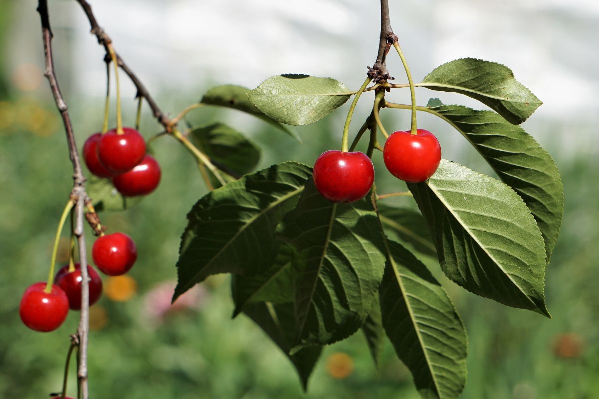 Cherries are non-climacteric fruits, meaning they do not ripen after being picked.