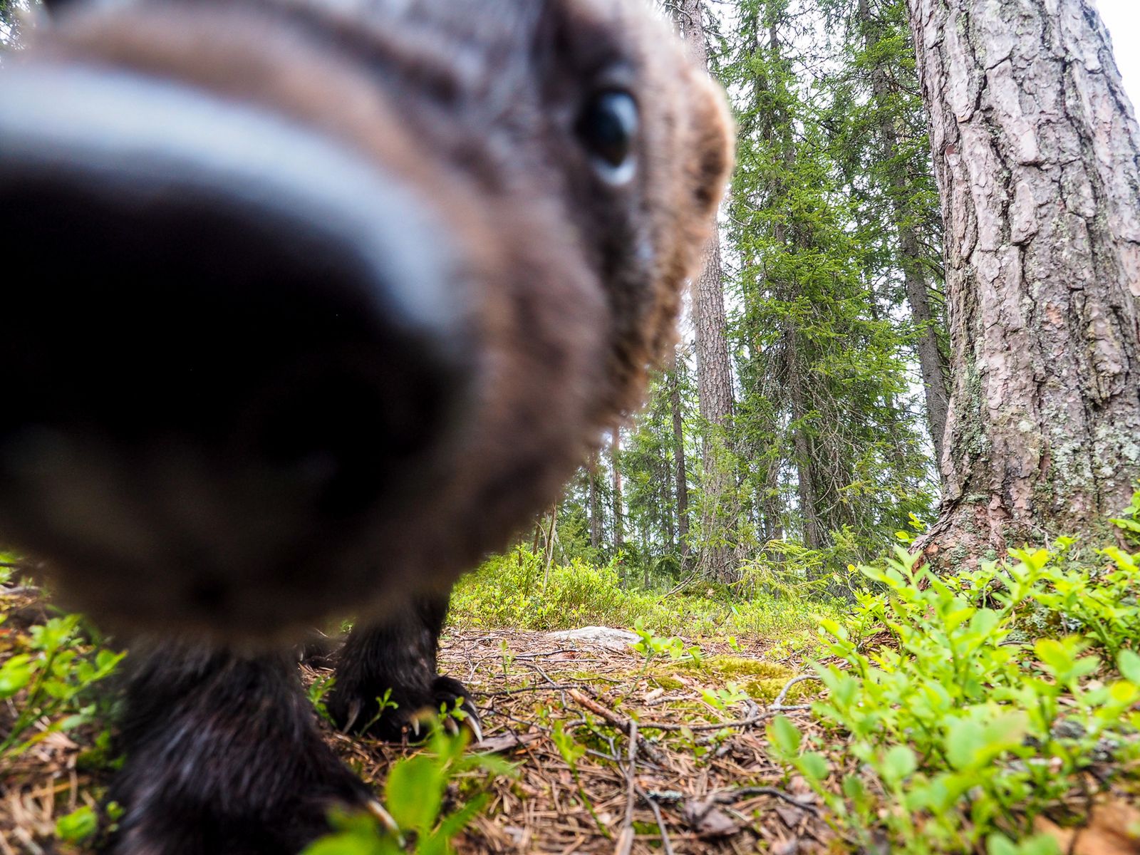 Naśladując National Geographic, czyli domowe fotopułapki w praktyce 2