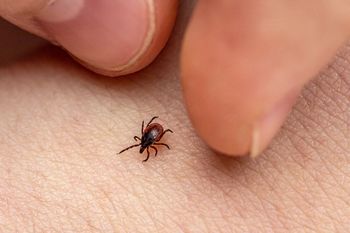 Wielkopolska: Plaga kleszczy. Już ponad tysiąc zachorowań na boreliozę
