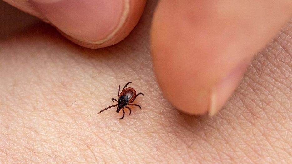 Plaga kleszczy w Wielkopolsce