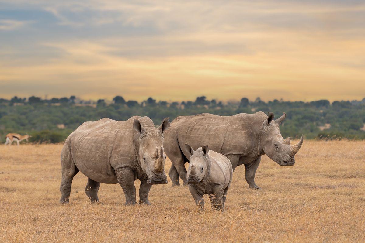 Nosorożce żyją w Afryce i Azji 
