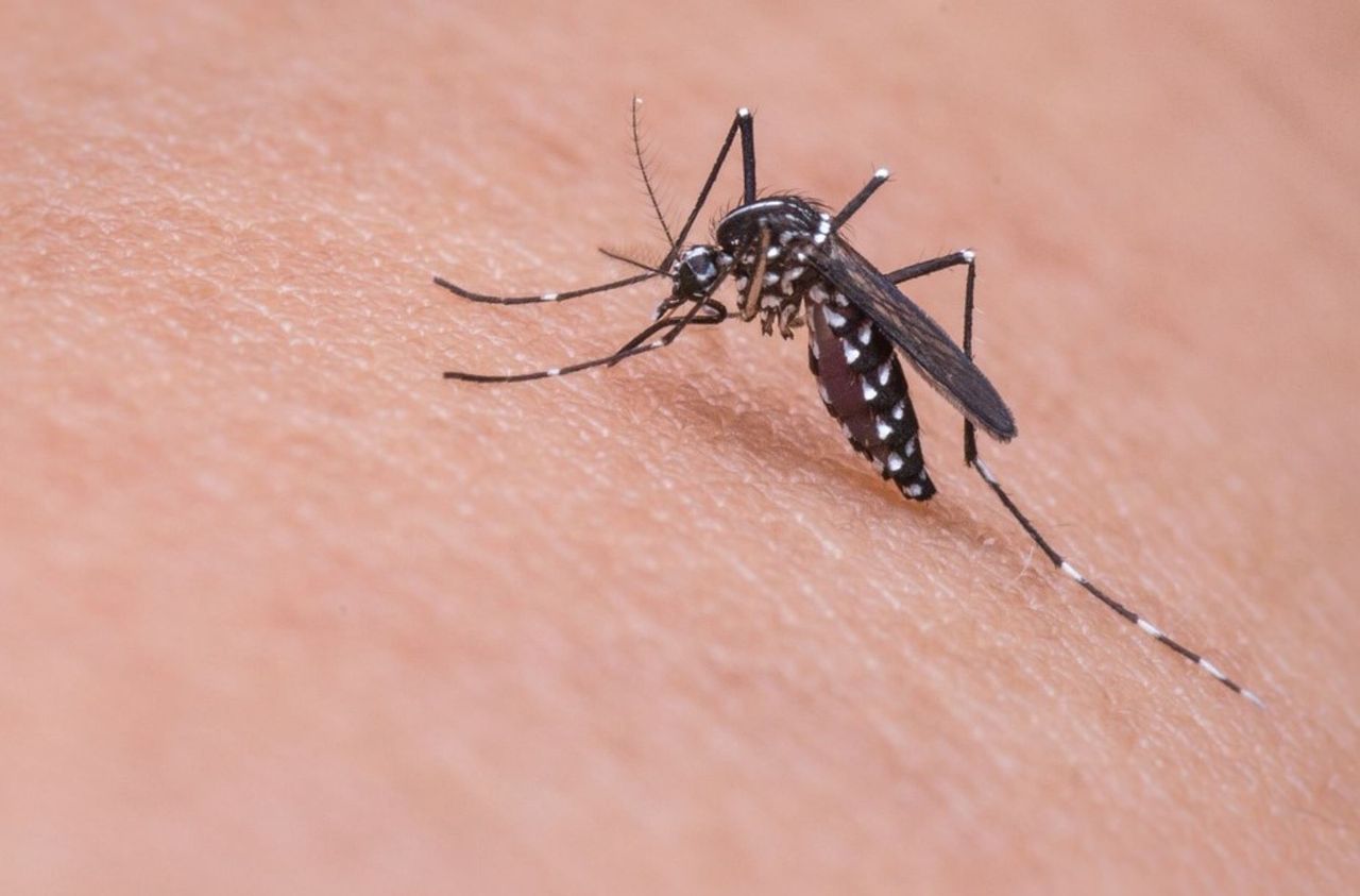 Domowe sposoby na komary - zdjęcie ilustracyjne