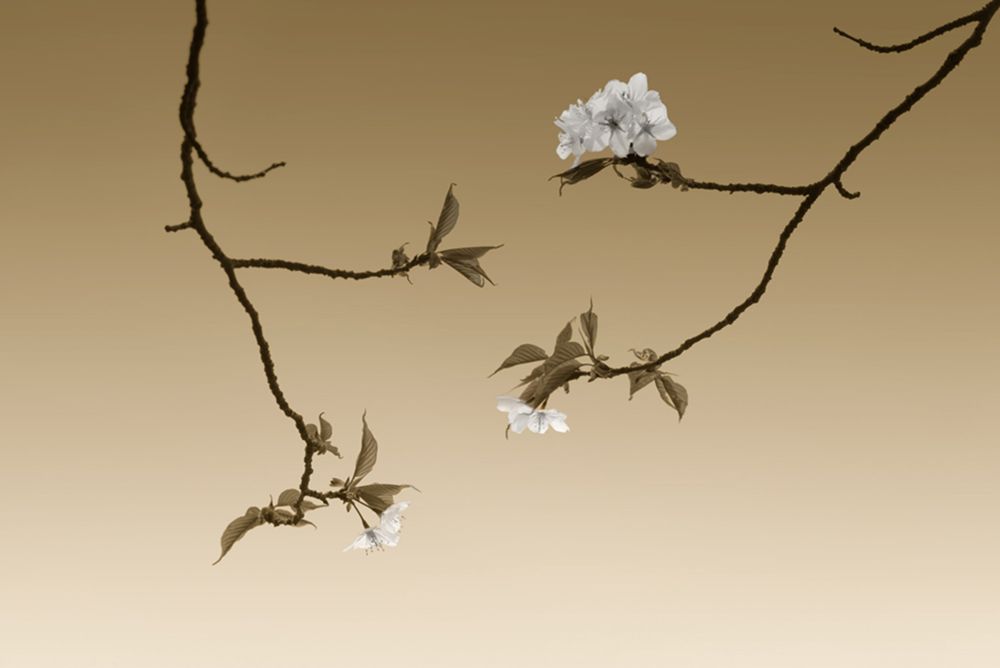 Hiroaki Hasumi przedstawia piękno Japonii w projekcie "Nippon" 9