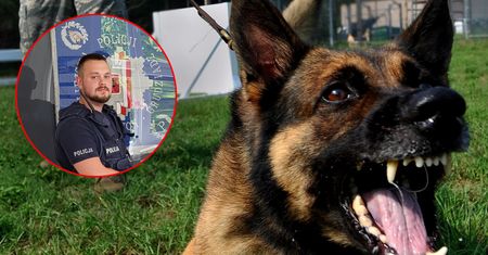 Psy pogryzły 13-latka, bo zabrał im proszek do prania. Uratował go policjant
