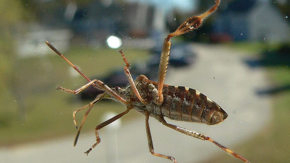 Te robaki zaczynają uprzykrzać życie Polakom 