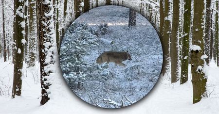 Taki widok to rzadkość. "Pojawia się i znika jak duch"