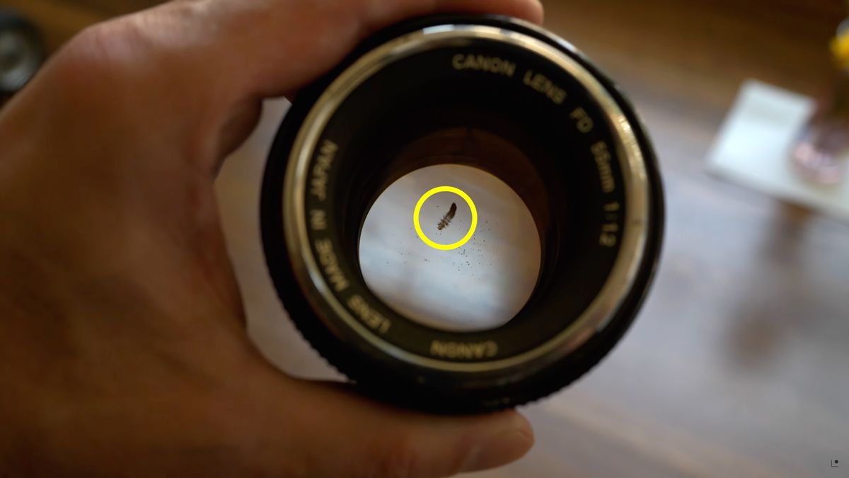 Nieproszony gość w obiektywie. Jak wyszedł na zdjęciach? 1