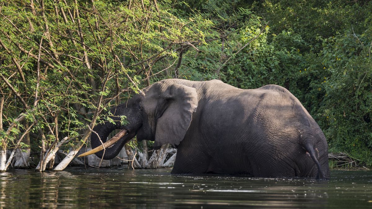 W Parku Narodowym Viranga żyje ponad 120 słoni