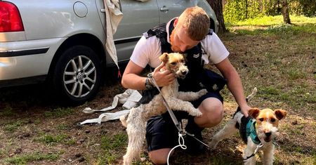 Sopot: psy uwięzione w nagrzanym samochodzie. Przeraźliwy dźwięk