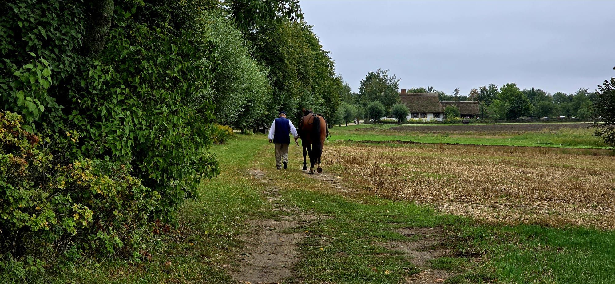 Wykopki 