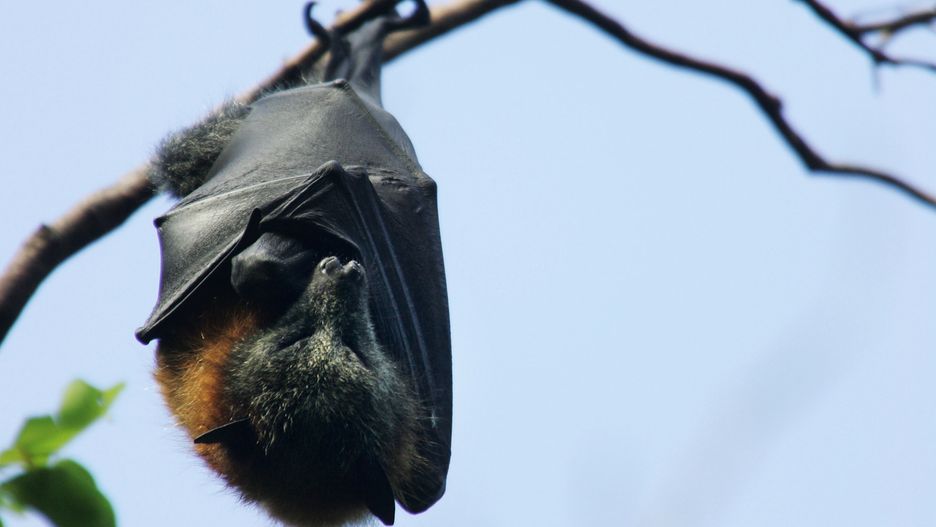 Nietoperze są źródłem wielu koronawirusów.