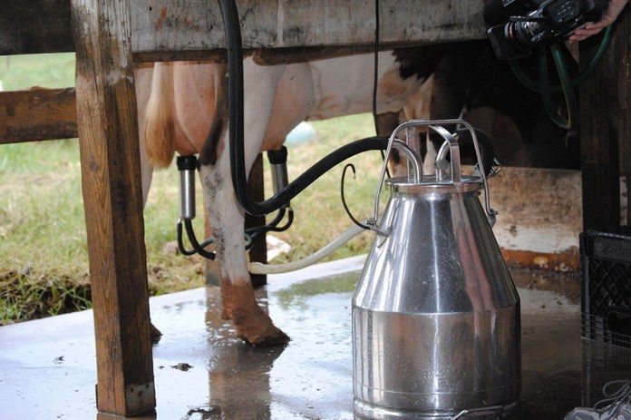 Cena skupu mleka w maju wyższa niż rok temu. Podlaskie nadal liderem