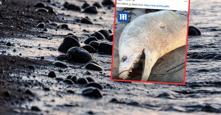 Fale wyrzuciły to na brzeg. Ekspert o zdjęciu z plaży w Kalifornii