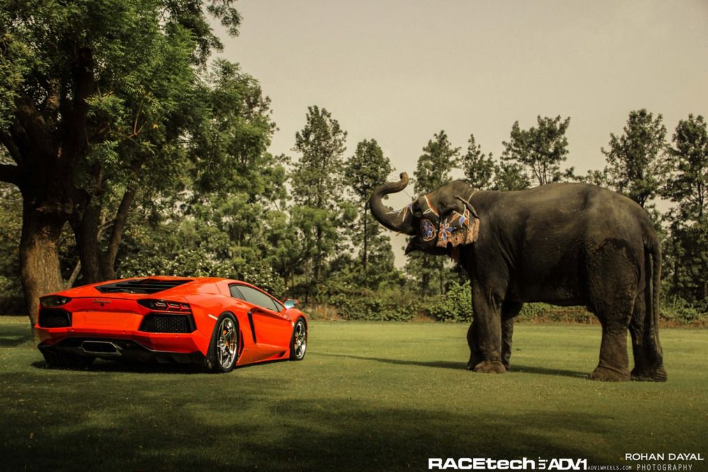 Lamborghini Aventador, felgi ADV.1 i słoń - niecodzienna sesja zdjęciowa [galeria] 22