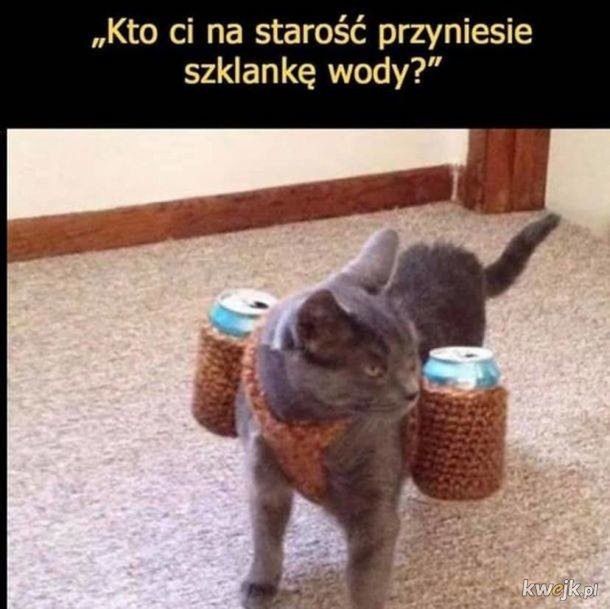 Memy z okazji Dnia Kota