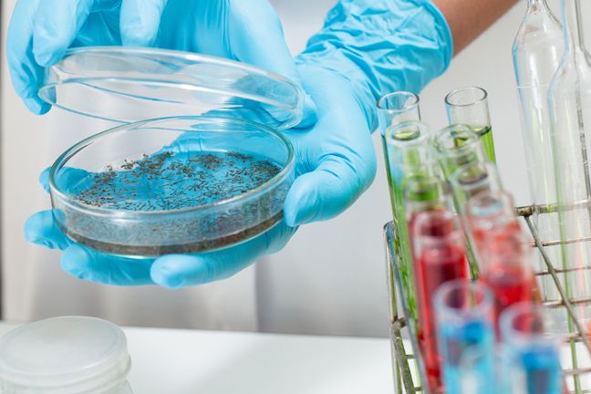 Dalsze eksperymenty na komarach pozwolą na wynalezienie w przyszłości środka, który będzie chronił przed ukąszeniami tych owadów