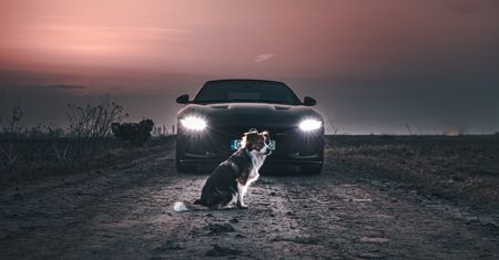 Apollo the Pies, czyli historia o moim małym fotograficznym przyjacielu