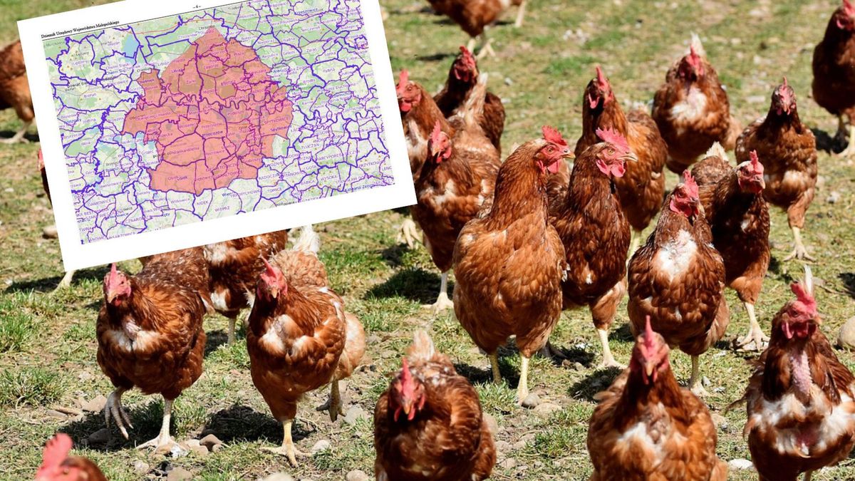 Ognisko ptasiej grypy pod Krakowem